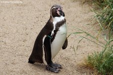 Humboldtpinguin (Spheniscus humboldti) im Kölner Zoo