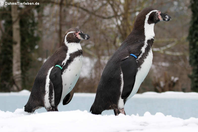 Spheniscus humboldti-9