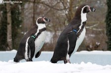 Humboldtpinguine (Spheniscus humboldti) im Kölner Zoo