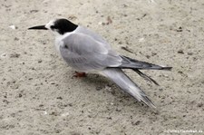 Fluss-Seeschwalbe (Sterna hirundo) im Kölner Zoo