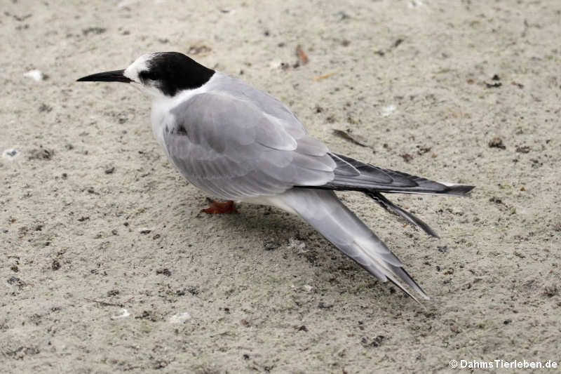 Fluss-Seeschwalbe (Sterna hirundo)