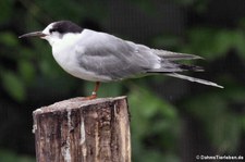 Fluss-Seeschwalbe (Sterna hirundo) im Kölner Zoo