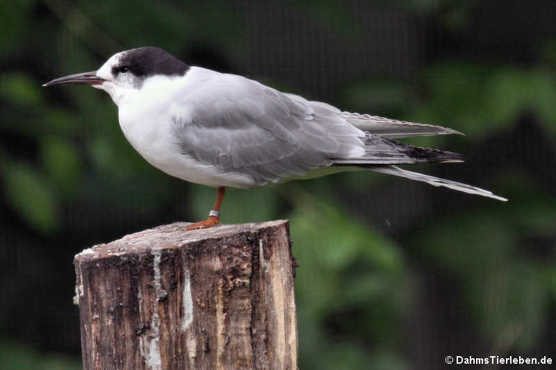 Sterna hirundo