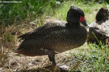 Affengans (Stictonetta naevosa) im Kölner Zoo