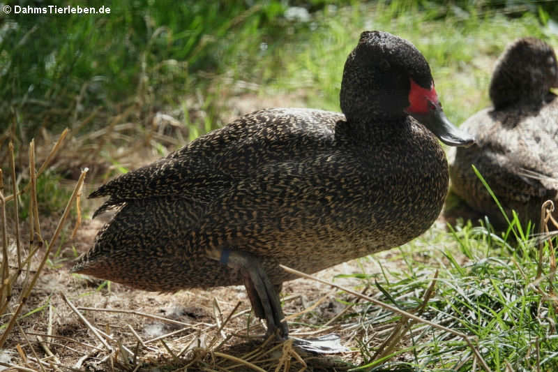 Affengans (Stictonetta naevosa)