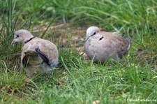 Damara-Gurrtauben (Streptopelia capicola damarensis) im Kölner Zoo