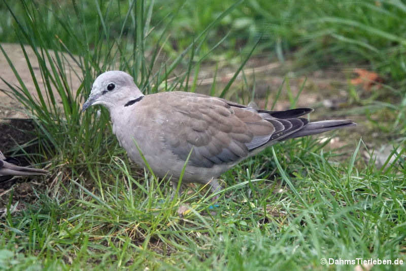 Damara-Gurrtaube (Streptopelia capicola damarensis)