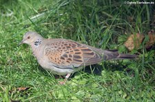 Europäische Turteltaube (Streptopelia turtur turtur) im Kölner Zoo