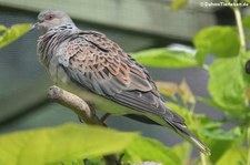 Europäische Turteltaube (Streptopelia turtur turtur) im Kölner Zoo