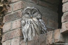 Bartkauz (Strix nebulosa lapponica) im Kölner Zoo