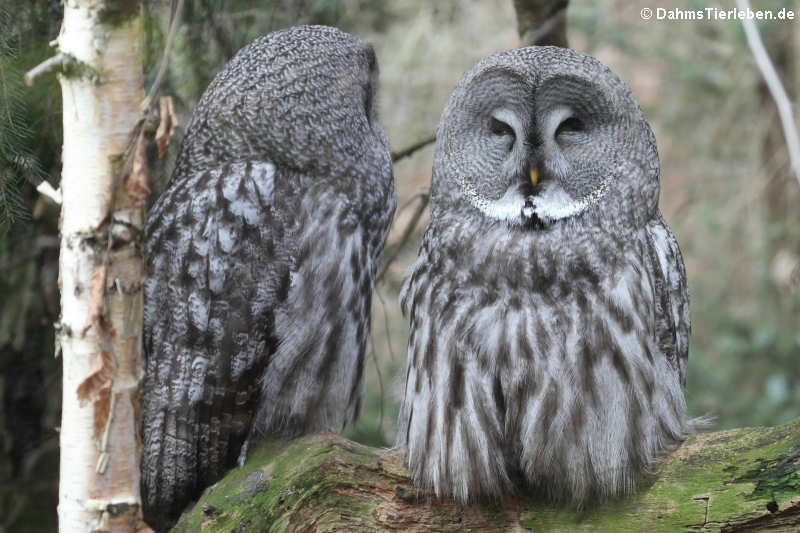 Eurasische Bartkäuze (Strix nebulosa lapponica) 