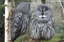 Bartkäuze (Strix nebulosa lapponica) im Kölner Zoo