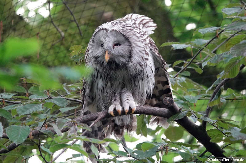 Habichtskauz (Strix uralensis)