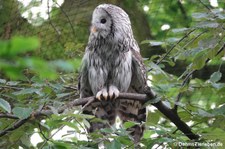 Habichtskauz (Strix uralensis) im Kölner Zoo