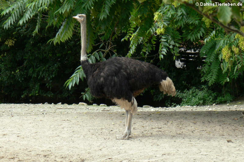 Südafrikanischer Strauß (Struthio camelus australis)