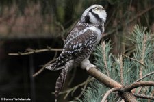 Sperbereule (Surnia ulula) im Kölner Zoo