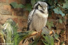 Sperbereule (Surnia ulula) im Kölner Zoo