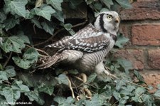 Sperbereule (Surnia ulula) im Kölner Zoo