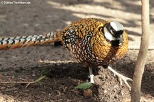 Königsfasan (Syrmaticus reevesii) im Kölner Zoo