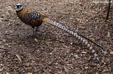 Königsfasan (Syrmaticus reevesii) im Kölner Zoo