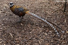 Königsfasan (Syrmaticus reevesii) im Kölner Zoo