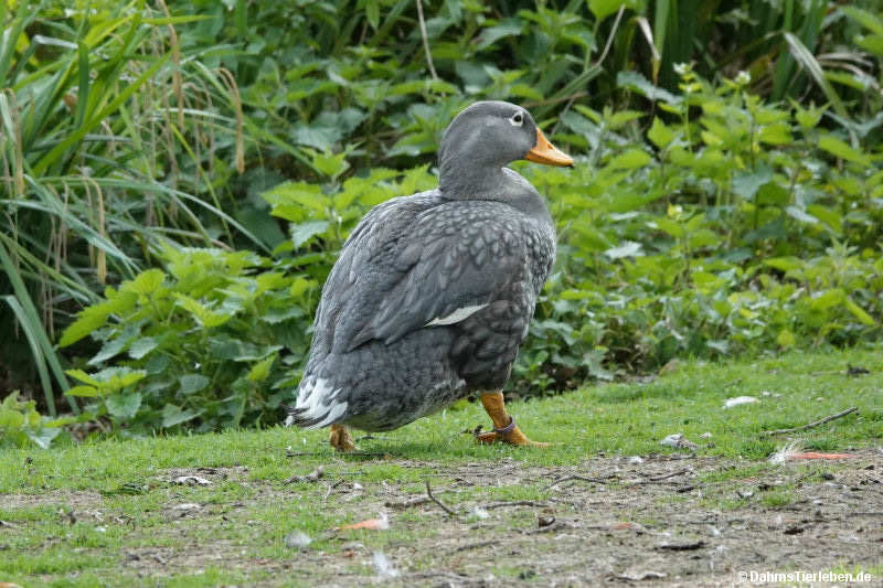 Tachyeres pteneres-1