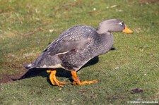 Magellan-Dampfschiffente (Tachyeres pteneres) im Kölner Zoo