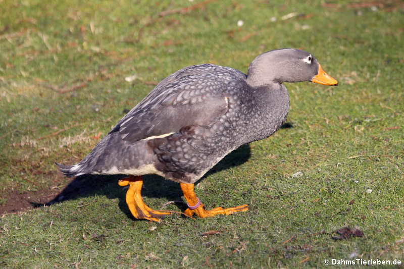 Tachyeres pteneres-2