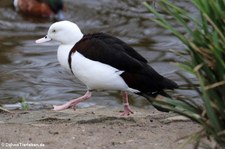 Radjahgans (Radjah radjah) im Kölner Zoo