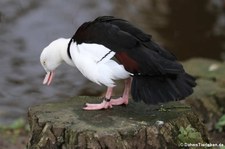 Radjahgans (Radjah radjah) im Kölner Zoo