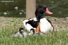 Zoo Köln