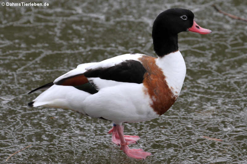 Tadorna tadorna-4