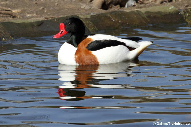 Brandgans (Tadorna tadorna)