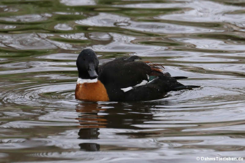 Halsbandkasarka (Tadorna tadornoides)