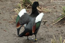 männliche Paradiesgans (Tadorna variegata) im Kölner Zoo