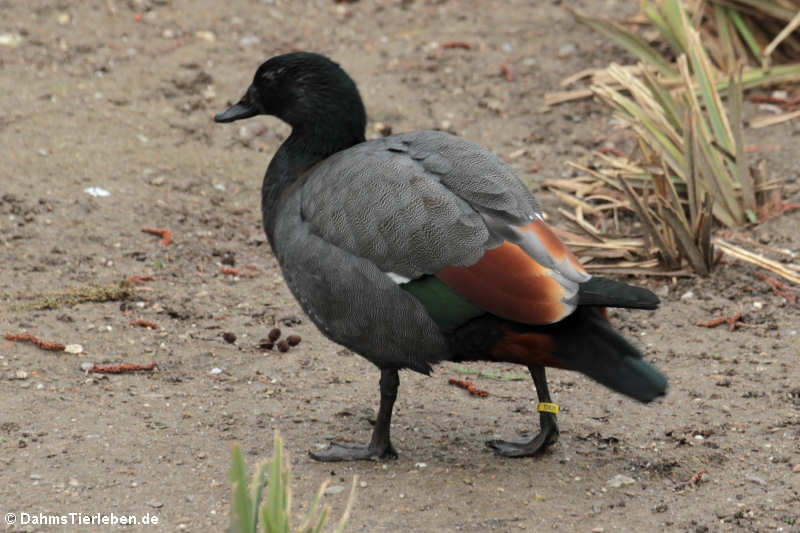 Paradiesgans (Tadorna variegata)