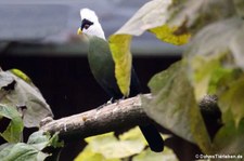 Weißhaubenturako (Tauraco leucolophus) im Kölner Zoo