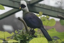 Weißhaubenturakos (Tauraco leucolophus) im Kölner Zoo