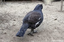 Auerhahn (Tetrao urogallus) im Kölner Zoo