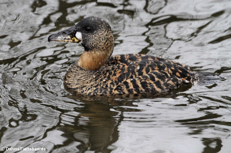 Thalassornis leuconotus-2