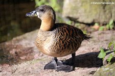 Weißrücken-Pfeifgans (Thalassornis leuconotus) im Kölner Zoo