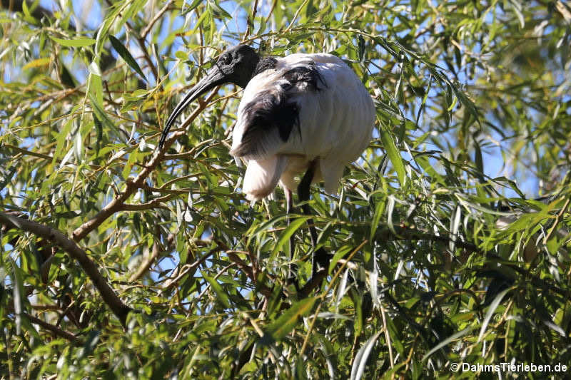 Hellaugenibis (Threskiornis bernieri)