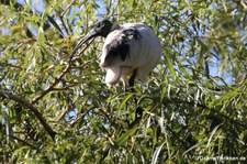 Hellaugenibis (Threskiornis bernieri) im Kölner Zoo