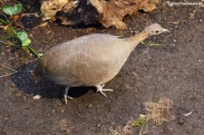 Zimttinamu (Tinamus solitarius) im Kölner Zoo