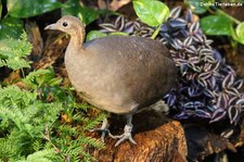 Zimttinamu (Tinamus solitarius) im Kölner Zoo