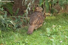 Weiblicher Satyrtragopan (Tragopan satyra) im Kölner Zoo