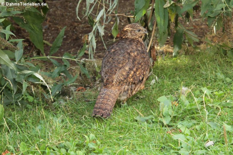 Tragopan satyra