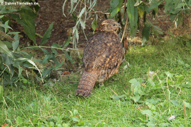 Weiblicher Satyrtragopan (Tragopan satyra)