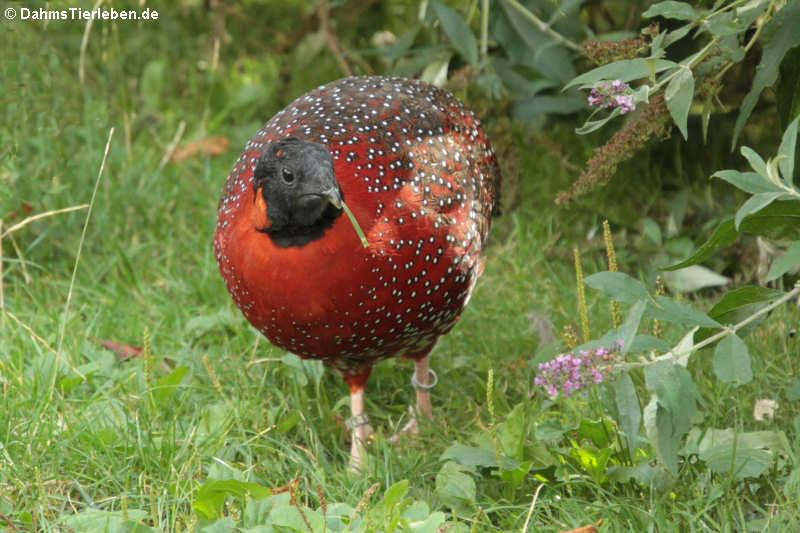 Männlicher Satyrtragopan (Tragopan satyra)