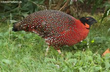 Männlicher Satyrtragopan (Tragopan satyra) im Kölner Zoo